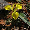 Moraea ciliata, Mary Sue Ittner Moraea ciliata, Mary Sue Ittner