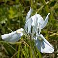 Moraea ciliata, Cameron McMaster
