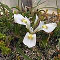 Moraea ciliata, Bob Rutemoeller