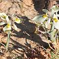 Moraea ciliata ssp. lutescens, Margaret Fox