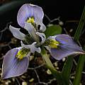Moraea ciliata, Michael Mace