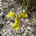 Moraea cooperi, Rod Saunders