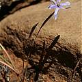 Moraea crispa, Roggeveld Mountains, Andrew Harvie Moraea crispa, Roggeveld Mountains, Andrew Harvie