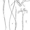 Moraea cuspidata drawing by artist John Manning Moraea cuspidata drawing by artist John Manning