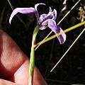 Moraea debilis, Tony Rebelo, iNaturalist, CC BY-SA