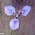 Moraea debilis, Ray Mills [Shift+click to enlarge, Click to go to wiki entry]