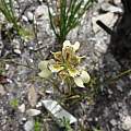 Moraea deltoidea, Liz Hutton, iNaturalist, CC BY-NC