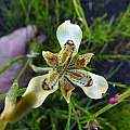 Moraea deltoidea, Liz Hutton, iNaturalist, CC BY-NC [Shift+click to enlarge, Click to go to wiki entry]