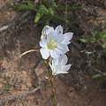 Moraea deserticola, Alan Horstmann [Shift+click to enlarge, Click to go to wiki entry]