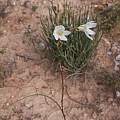 Moraea deserticola, Alan Horstmann