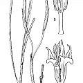 Moraea doleritica drawing, John Manning [Shift+click to enlarge, Click to go to wiki entry]