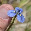 Moraea dracomontana, Brendan Cole, iNaturalist, CC BY-NC-ND