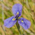 Moraea dracomontana, Brendan Cole, iNaturalist, CC BY-NC-ND [Shift+click to enlarge, Click to go to wiki entry]