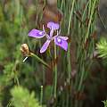 Moraea elliotii, Gaika's Kop, Christopher Whitehouse