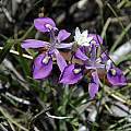 Moraea elliotii, Gaika's Kop, Bob Rutemoeller [Shift+click to enlarge, Click to go to wiki entry]