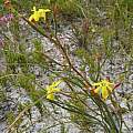 Moraea elsiae, Nick Helme, iNaturalist, CC BY-SA