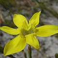 Moraea elsiae, Nick Helme, iNaturalist, CC BY-NC [Shift+click to enlarge, Click to go to wiki entry]