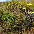 Moraea elsiae, Nick Helme, iNaturalist, CC BY-SA