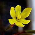 Moraea elsiae, Michael Mace