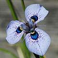 Moraea ex 'Zoe', Mary Sue Ittner Moraea ex 'Zoe', Mary Sue Ittner