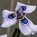 Moraea ex 'Zoe', Mary Sue Ittner Moraea ex 'Zoe', Mary Sue Ittner