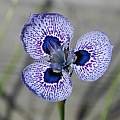Moraea ex 'Zoe', Mary Sue Ittner Moraea ex 'Zoe', Mary Sue Ittner