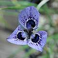 Moraea ex 'Zoe', Mary Sue Ittner Moraea ex 'Zoe', Mary Sue Ittner