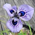Moraea ex 'Zoe', Mary Sue Ittner Moraea ex 'Zoe', Mary Sue Ittner