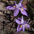 Moraea exiliflora, J and A Vlok [Shift+click to enlarge, Click to go to wiki entry]