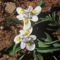 Moraea falcifolia, Rod Saunders [Shift+click to enlarge, Click to go to wiki entry]