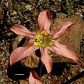Moraea fenestrata, Middelpos, Camerom McMaster [Shift+click to enlarge, Click to go to wiki entry]