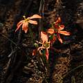 Moraea fenestrata, Tony Rebelo, iNaturalist, CC BY-SA [Shift+click to enlarge, Click to go to wiki entry]