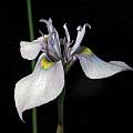 Moraea fergusoniae, Bob Werra [Shift+click to enlarge, Click to go to wiki entry]