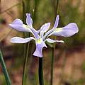 Moraea fugax, Bainskloof, Mary Sue Ittner Moraea fugax, Bainskloof, Mary Sue Ittner