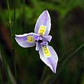 Moraea fugax, Bainskloof, Mary Sue Ittner Moraea fugax, Bainskloof, Mary Sue Ittner