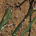 Moraea fugax, seedpod, Namaqualand, Mary Sue Ittner