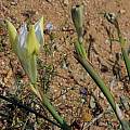 Moraea fugax flower bud, Namaqualand, Bob Rutemoeller