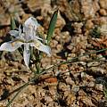 Moraea filicaulis, Namaqua National Park, Bob Rutemoeller