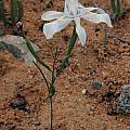 Moraea filicaulis, Namaqua National Park, Bob Rutemoeller