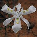 Moraea filicaulis, Namaqua National Park, Mary Sue Ittner