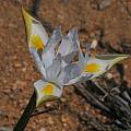 Moraea fugax, opening, Namaqualand, Mary Sue Ittner