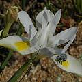 Moraea fugax, open, with pollinator, Namaqua National Park, Bob Rutemoeller