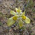 Moraea gawleri, Namaqualand, Cameron McMaster [Shift+click to enlarge, Click to go to wiki entry]