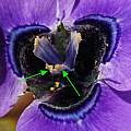 Moraea gigandra pollination, Michael Mace Moraea gigandra pollination, Michael Mace