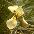 Moraea graminicola, Cameron McMaster [Shift+click to enlarge, Click to go to wiki entry]