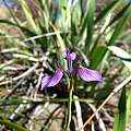 Moraea helmei, Nick Helme, iNaturalist, CC BY-NC [Shift+click to enlarge, Click to go to wiki entry]