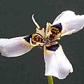 Moraea loubseri x unknown - violet 2, Arthur Dawson Moraea loubseri x unknown - violet 2, Arthur Dawson