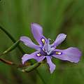 Moraea inclinata, Satansnek, Mary Sue Ittner [Shift+click to enlarge, Click to go to wiki entry]