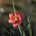 Moraea karroica, Mary Sue Ittner [Shift+click to enlarge, Click to go to wiki entry]