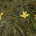 Moraea lewisiae, Citrusdal, Bob Rutemoeller